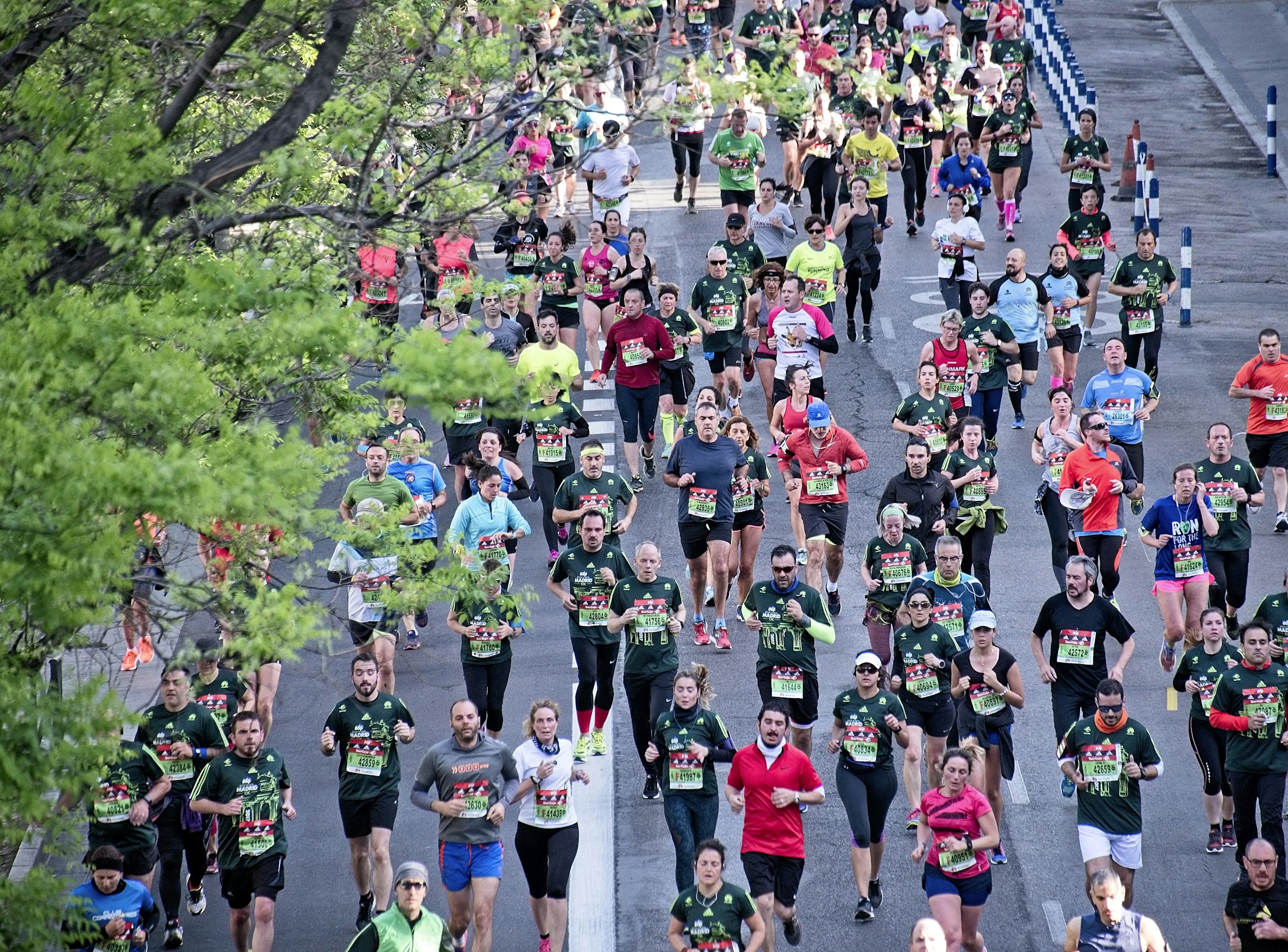 Multitud de corredores en una avenida con árboles